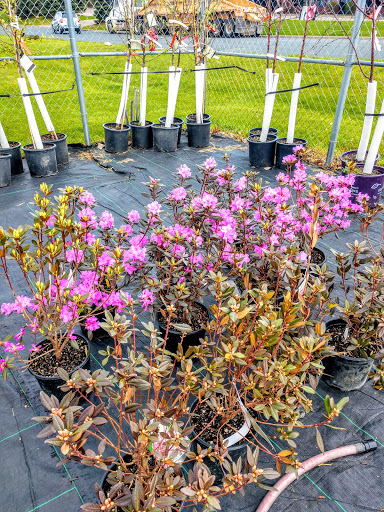 Florist «Pletschers», reviews and photos, 641 Old Hwy 8 SW, New Brighton, MN 55112, USA