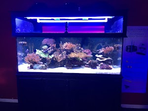 T&T Fish & Reef - photo 22