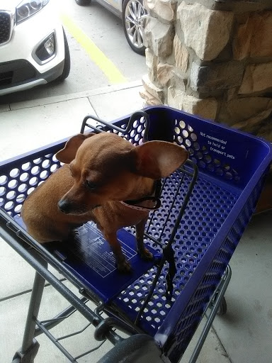 Pet Supply Store «PetSmart», reviews and photos, 6060 Long Prairie Rd, Flower Mound, TX 75028, USA
