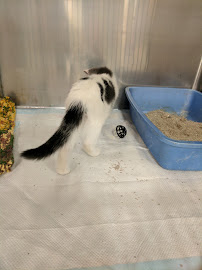 PetSmart - Photo 8 - Car repair in Roanoke, VA, Roanoke