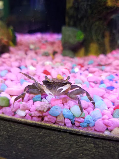 Pet Store «Friendly Pets», reviews and photos, 625 Friendly Center Rd, Greensboro, NC 27408, USA