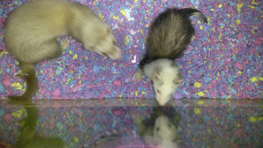 Pet Supply Store «Pet Supermarket», reviews and photos, 6307 N 9th Ave #1, Pensacola, FL 32504, USA