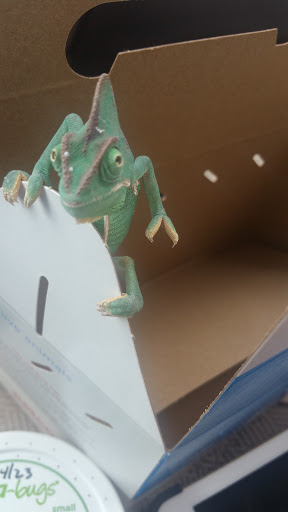 Pet Supply Store «Petco Animal Supplies», reviews and photos, 2435 N Hwy 67, Florissant, MO 63033, USA