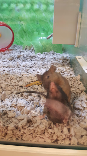 Pet Supply Store «PetSmart», reviews and photos, 6535 Frontier Dr, Springfield, VA 22150, USA