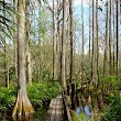 Highlands Hammock State Park
