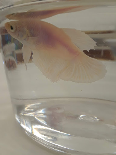 Pet Supply Store «Petco Animal Supplies», reviews and photos, 27111 167th Pl SE #113, Covington, WA 98042, USA