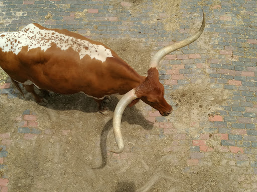 Museum «Stockyards Museum», reviews and photos, 131 E Exchange Ave # 113, Fort Worth, TX 76164, USA