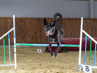 Hundeschule MATA & Lio-dogs Tierklinik Vorbohle, Lange Str. 5, 33758 Schloß Holte-Stukenbrock, Deutschland
