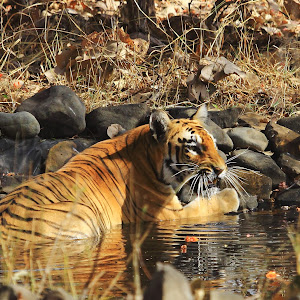 Bor Wildlife Sanctuary Interpretation Centre photo