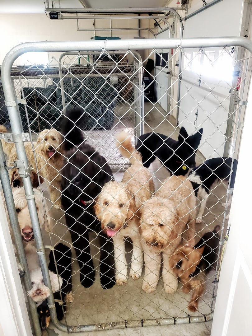 Our Home Doggy Daycare & Boarding