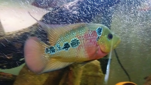 Pet Supply Store «McFaith Feed & Pet Supplies», reviews and photos, 4702 Paris Ave, New Orleans, LA 70122, USA