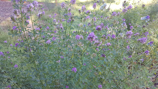 Golf Course «Glendoveer Golf & Tennis», reviews and photos, 14015 NE Glisan St, Portland, OR 97230, USA