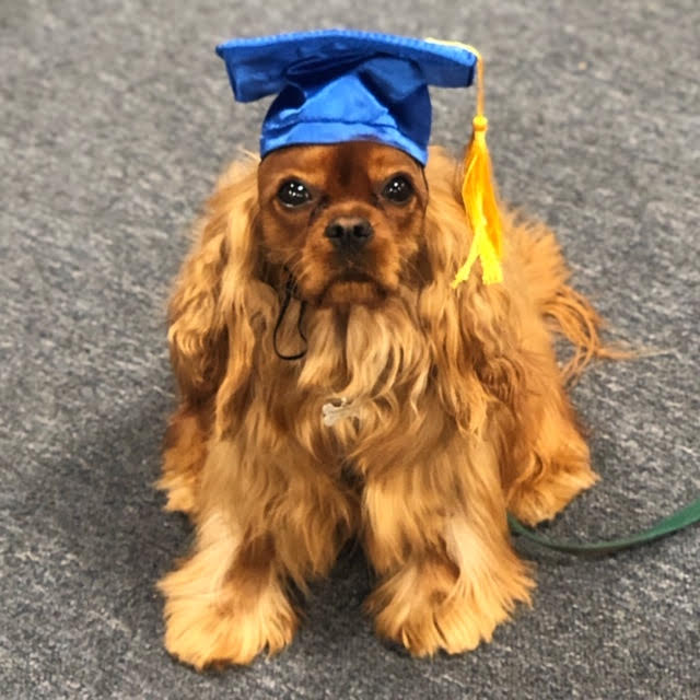 Brooklyn Pup Dog Training