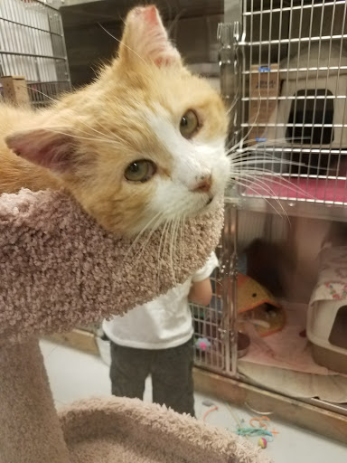 Pet Supply Store «PetSmart», reviews and photos, 220 Commerce Blvd, Fairless Hills, PA 19030, USA