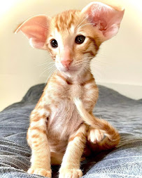 Puppies For Sale In Texas. Pets Dogs USA - Photo 7 - Car repair in El Paso, TX, El Paso