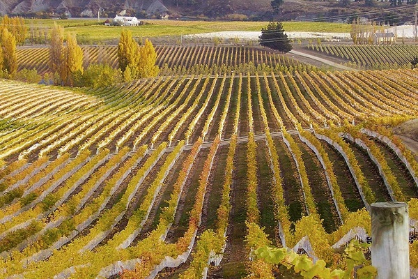 Central Otago Winegrowers Association Open Times