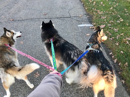 Pet Groomer «Blue Ribbon Dog Grooming LLC Anderson», reviews and photos, 5038 S Scatterfield Rd, Anderson, IN 46013, USA