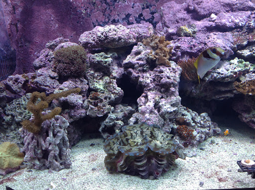 Tropical Fish Store «Marine Oasis», reviews and photos, 5340 W Ridge Rd, Spencerport, NY 14559, USA