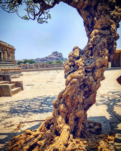 Stadium «MetLife Stadium», reviews and photos, 1 MetLife Stadium Dr, East Rutherford, NJ 07073, USA