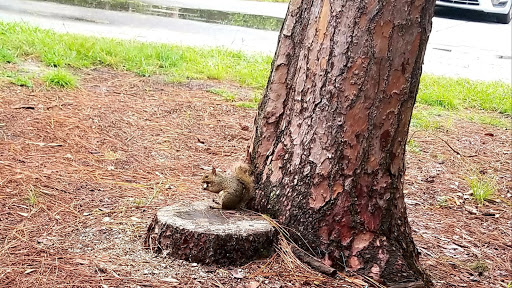 Tourist Attraction «The Great Movie Ride», reviews and photos, 351 South Studio Drive, Orlando, FL 32836, USA