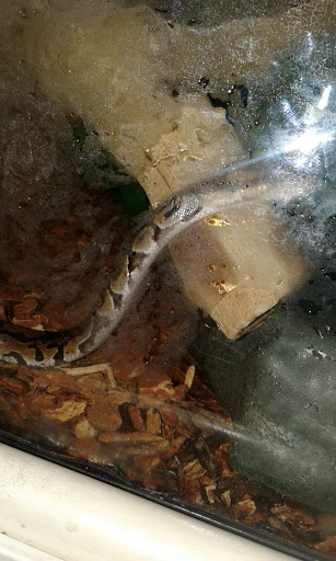 Pet Supply Store «PetSmart», reviews and photos, 28533 Marlboro Ave, Easton, MD 21601, USA