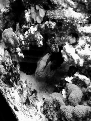 Pet Supply Store «Pet Supplies Plus», reviews and photos, 2201 US-281, Marble Falls, TX 78654, USA