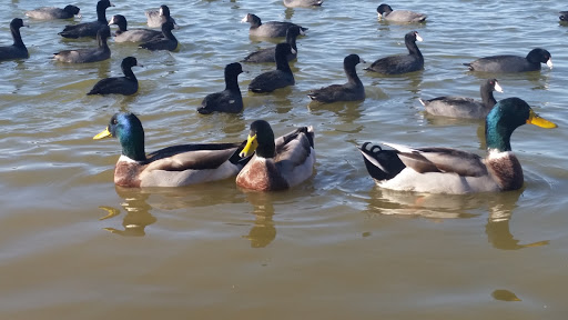 Park «Bowman Springs Park», reviews and photos, 7003 W Poly Webb Rd, Arlington, TX 76016, USA