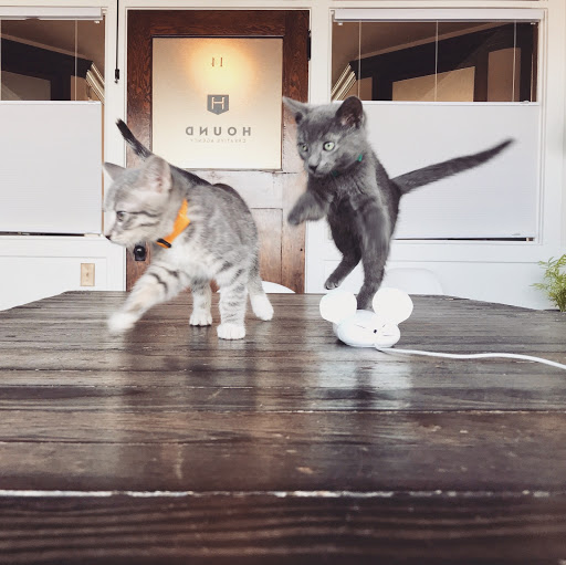 Advertising Agency «Hound Creative Agency | Bend Oregon», reviews and photos, 115 NW Oregon Ave #7, Bend, OR 97703, USA