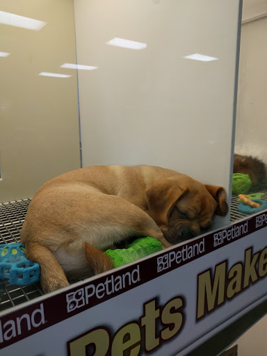 Pet Store «Petland», reviews and photos, 1514 Stonecreek Dr, Pickerington, OH 43147, USA