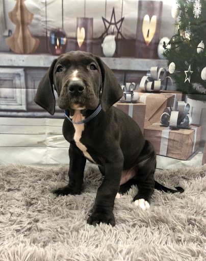 Pet Store «Happiness Is Pets Vi», reviews and photos, 616 E Roosevelt Rd, Lombard, IL 60148, USA