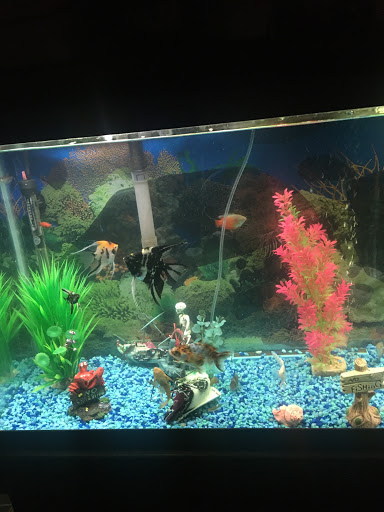 Tropical Fish Store «J B Tropical Fish», reviews and photos, 1950 N Black Horse Pike, Williamstown, NJ 08094, USA