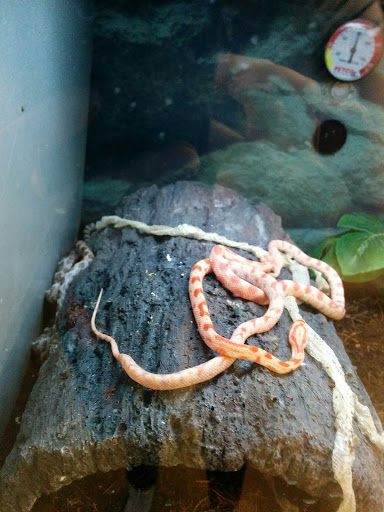 Pet Supply Store «Petco Animal Supplies», reviews and photos, 169 Brooklawn St, Farragut, TN 37934, USA