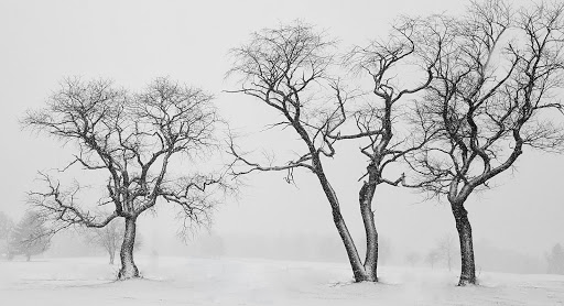 Golf Course «Fairchild Wheeler Golf Course», reviews and photos, 2390 Easton Turnpike, Fairfield, CT 06825, USA