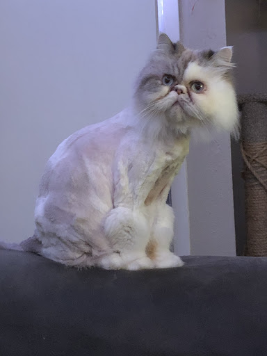 Animal Hospital «Animal Medical Corpus Christi», reviews and photos, 6822 Everhart Rd, Corpus Christi, TX 78413, USA