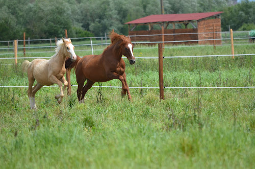 Centre équestre Centre equestre de Shamence Pompignan