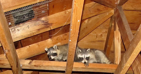 Freedom Wildlife Animal Removal Services