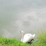 Photo n°2 de l'avis de Carmela.o fait le 14/08/2023 à 06:18 sur le  AL LAGO à Solesino