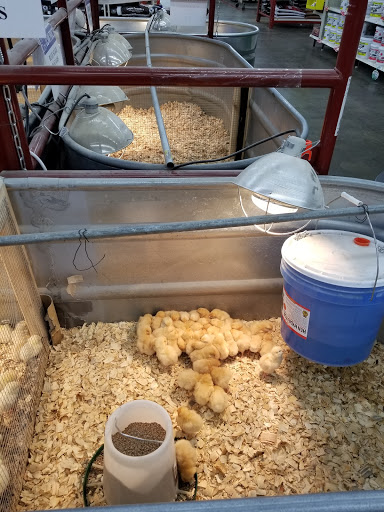 Department Store «Rural King», reviews and photos, 2947 S Washington St, Kokomo, IN 46902, USA