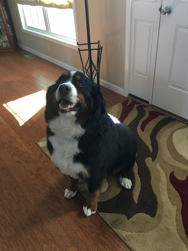 Pet Supply Store «Petco Animal Supplies», reviews and photos, 3975 Cascades Blvd #30, Kent, OH 44240, USA