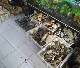 Rindu Alam Aquarium photo
