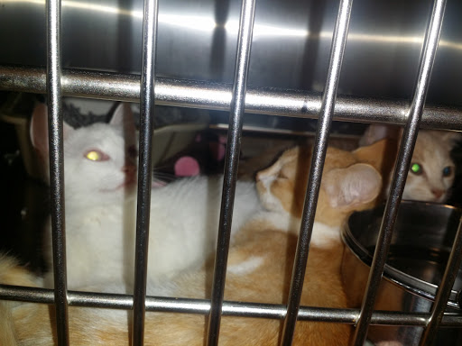 Pet Supply Store «PetSmart», reviews and photos, 241 Airport Plaza Blvd, Farmingdale, NY 11735, USA