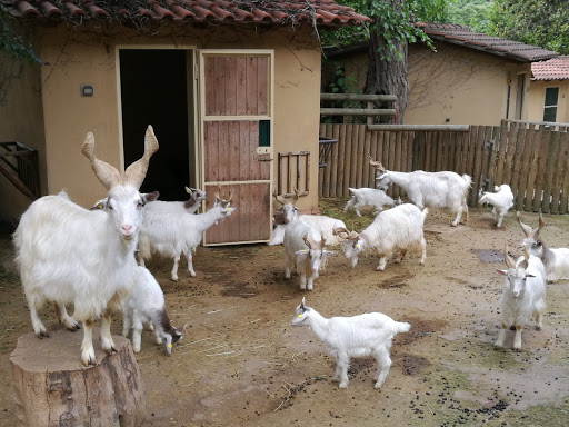 Animal farms Roma