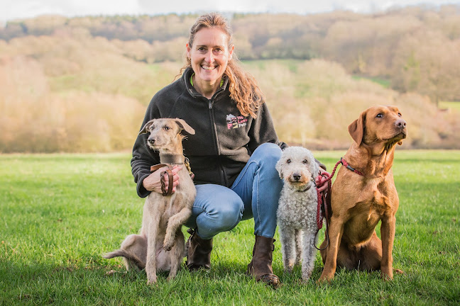 Reviews of We Love Pets Maidstone - Dog Walker, Pet Sitter & Home Boarder in Maidstone - Dog trainer