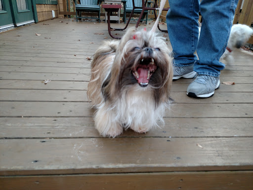 Pet Supply Store «PetSmart», reviews and photos, 1600 N Jackson St #310, Tullahoma, TN 37388, USA