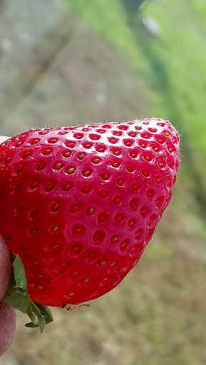 Produce Wholesaler «Goodson Farms Inc.», reviews and photos, 12405 Balm Rd, Balm, FL 33503, USA