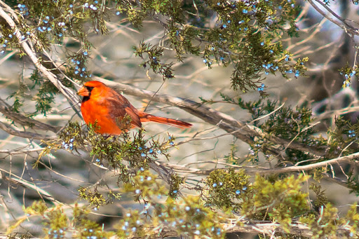 Guttenberg Bait Tackle & Hunting