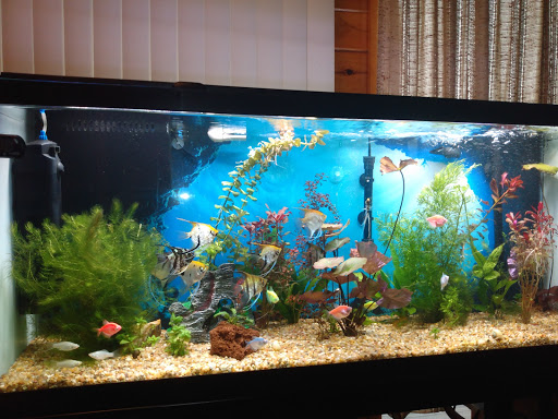 Pet Store «Fins And Feathers», reviews and photos, 222 Willow Ave, Honesdale, PA 18431, USA