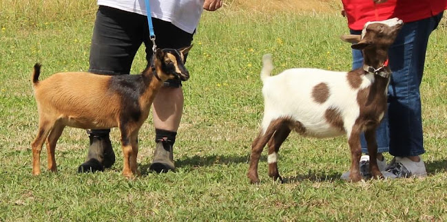 Nigerian Dwarf Dairy Goats NZ - Association