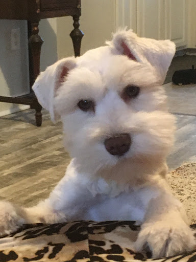 Pet Groomer «Bridgemill Pets», reviews and photos, 3760 Sixes Rd, Canton, GA 30114, USA