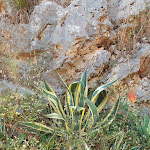 Photo n°8 de l'avis de Erik.e fait le 12/06/2022 à 02:15 sur le  Terramadre à Itri